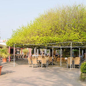 Das Lindencafe im Frühling unter einer gewaltigen Schirmlinde.